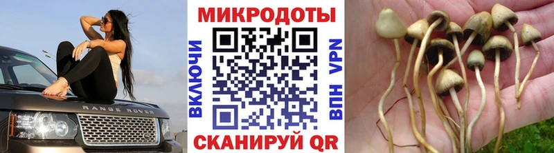 Купить  Сосновоборск  Псилоцибиновые грибы Psilocybine cubensis 